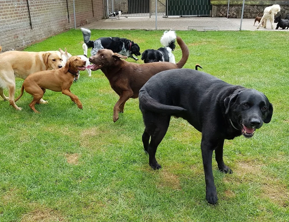 Hondenopvang Ald Skou - Friesland pet otel