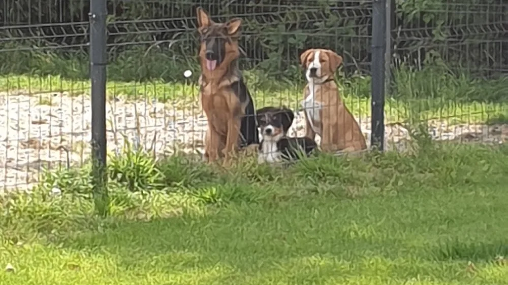 Hondenpension It Wyldpaed - Friesland pet otel görseli 3