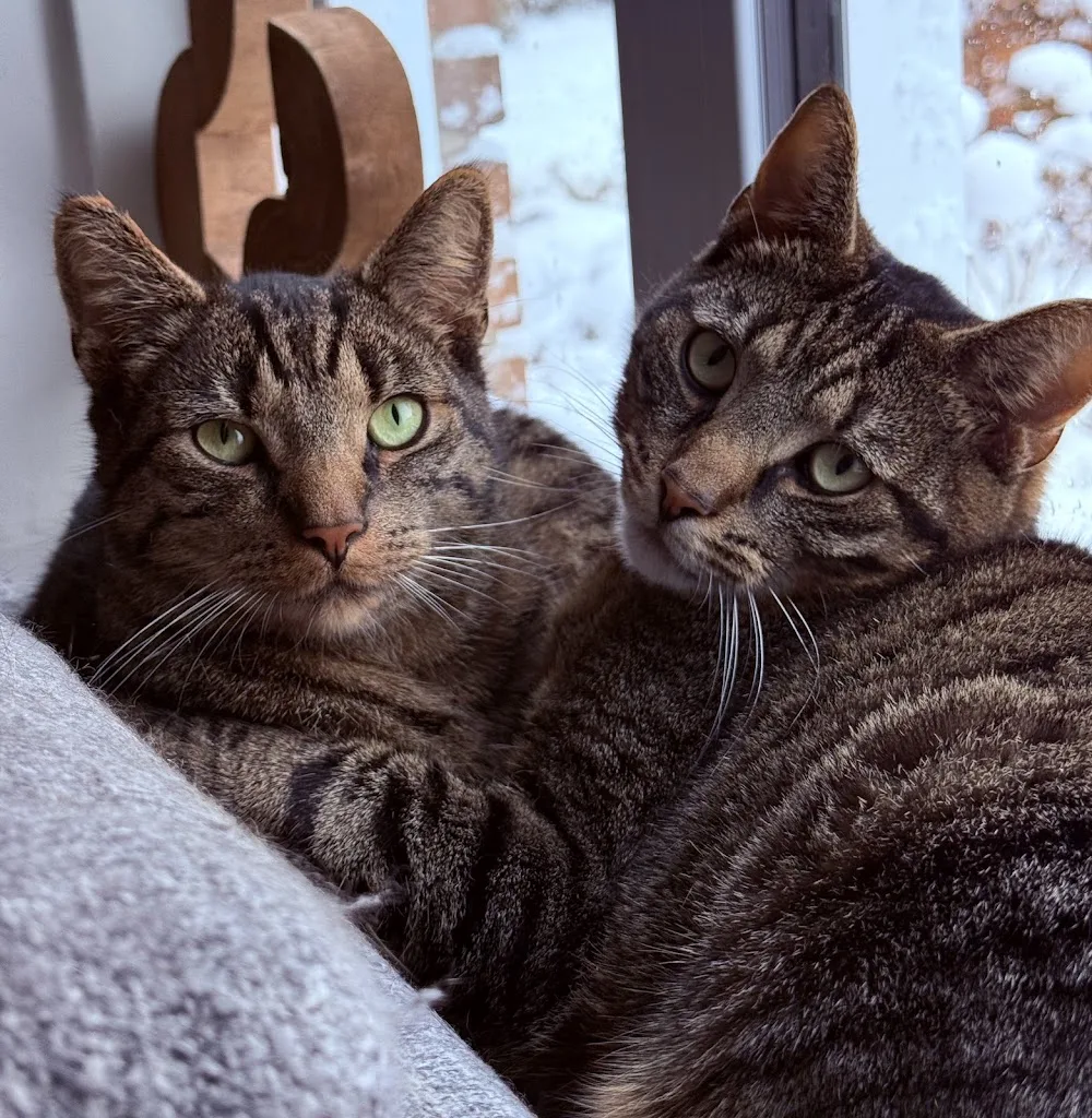 Kattenhotel Shakira - Friesland pet otel
