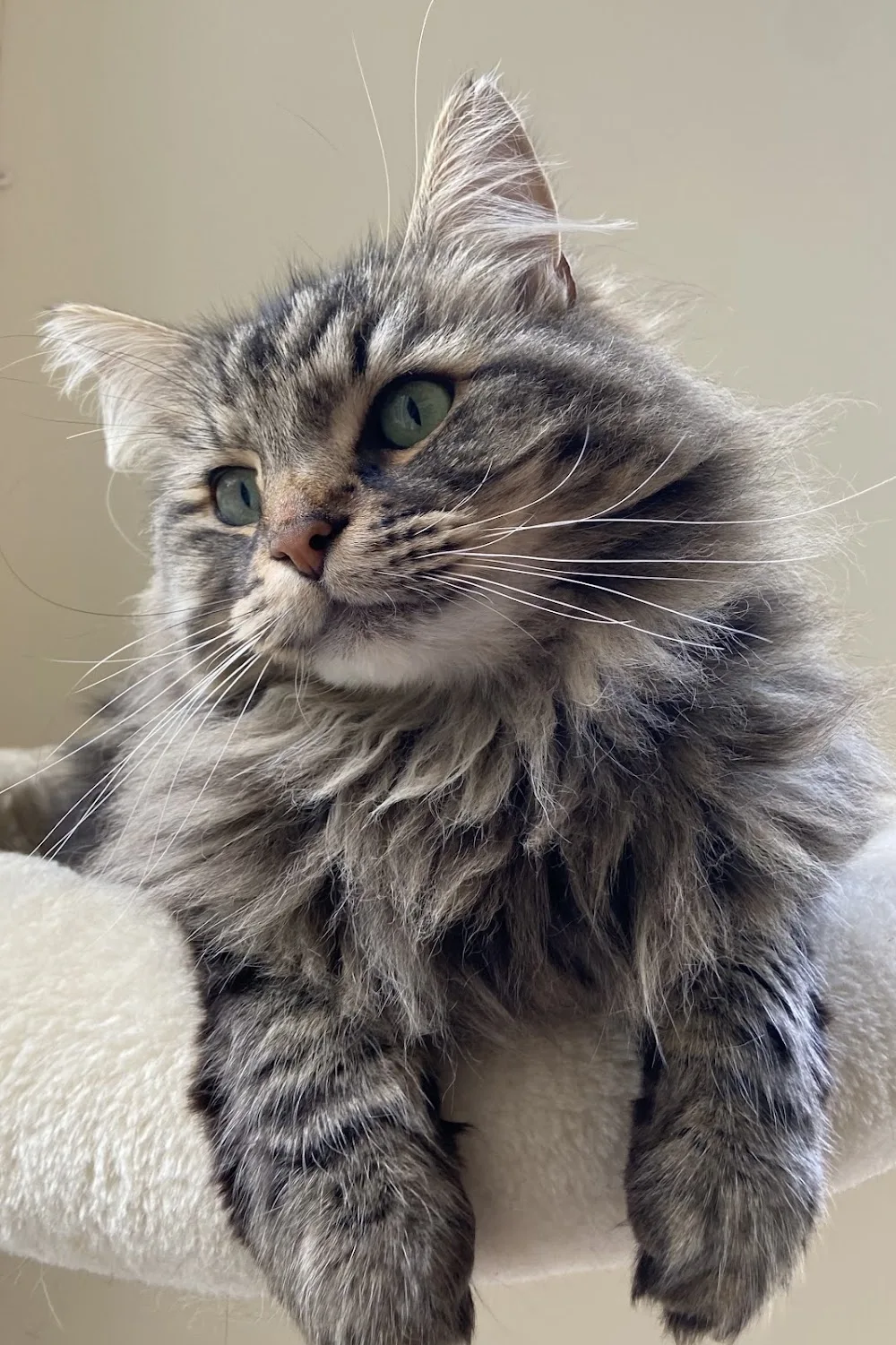 Kattenhotel Shakira - Friesland pet otel görseli 3
