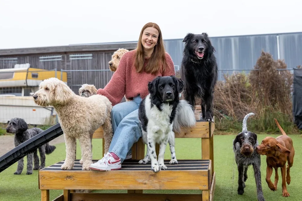 Snoot | Hondendagopvang - Friesland pet otel görseli 2