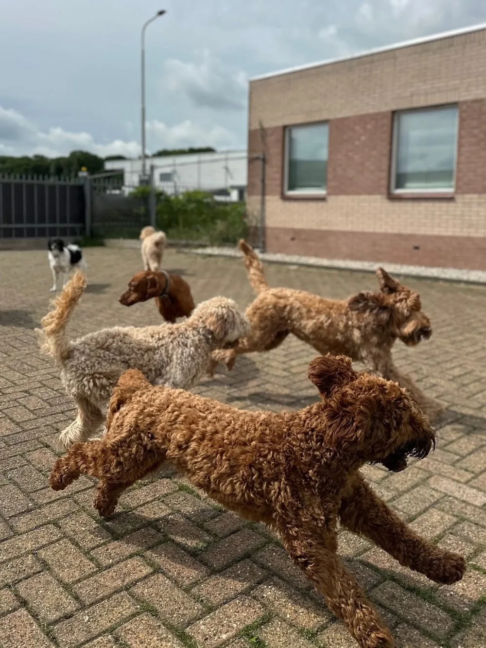 Snoot | Hondendagopvang - Friesland pet otel görseli 3