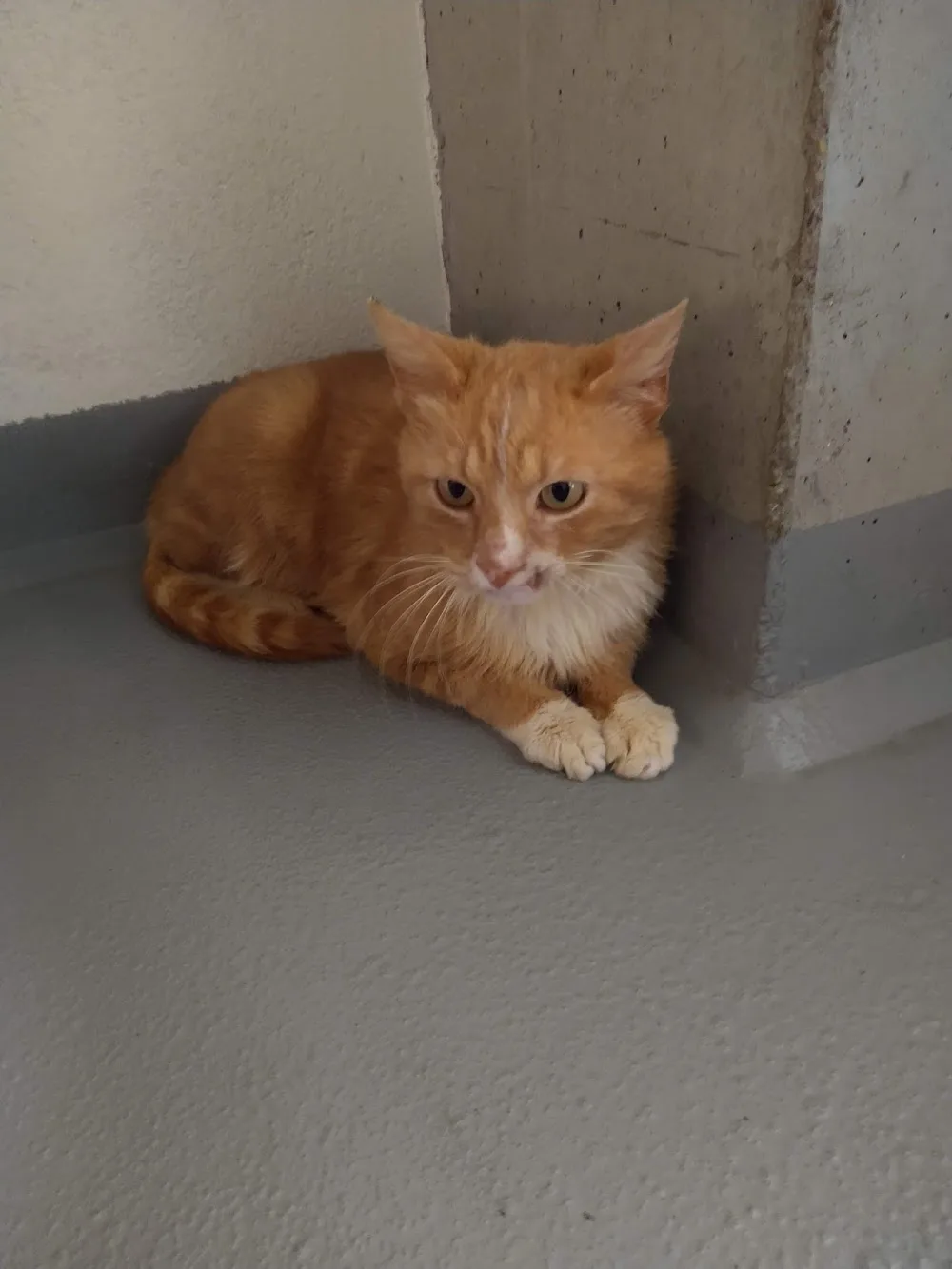 Stichting Dierenopvang "'t Heerveld" - Friesland pet otel görseli 3