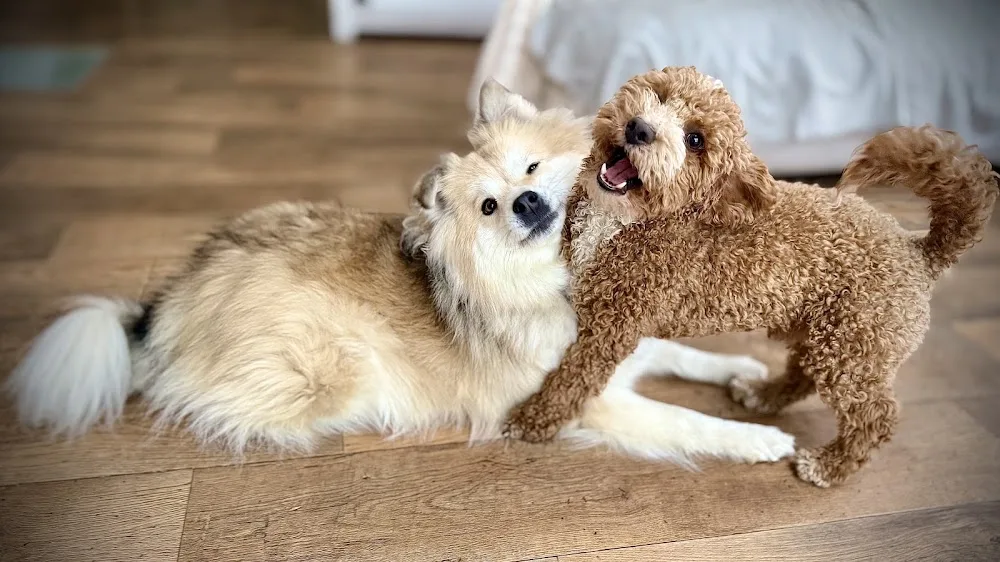 The Happy Pack - Friesland pet otel görseli 2