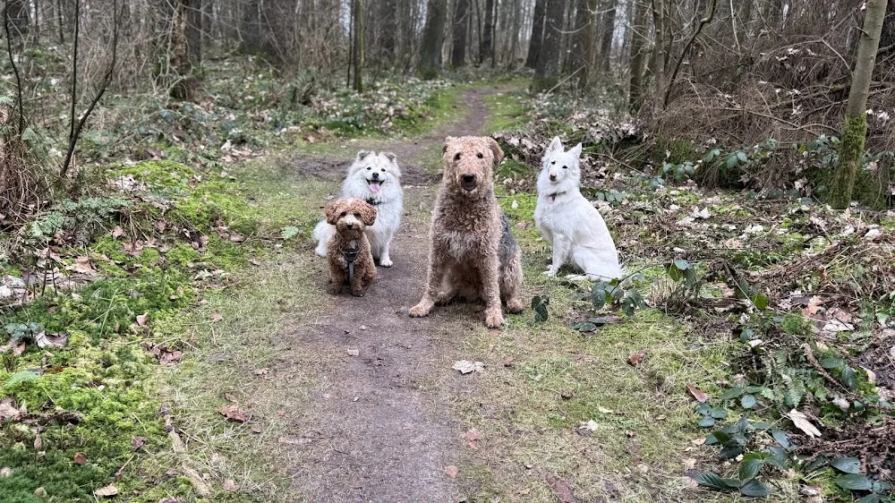The Happy Pack - Friesland pet otel görseli 3