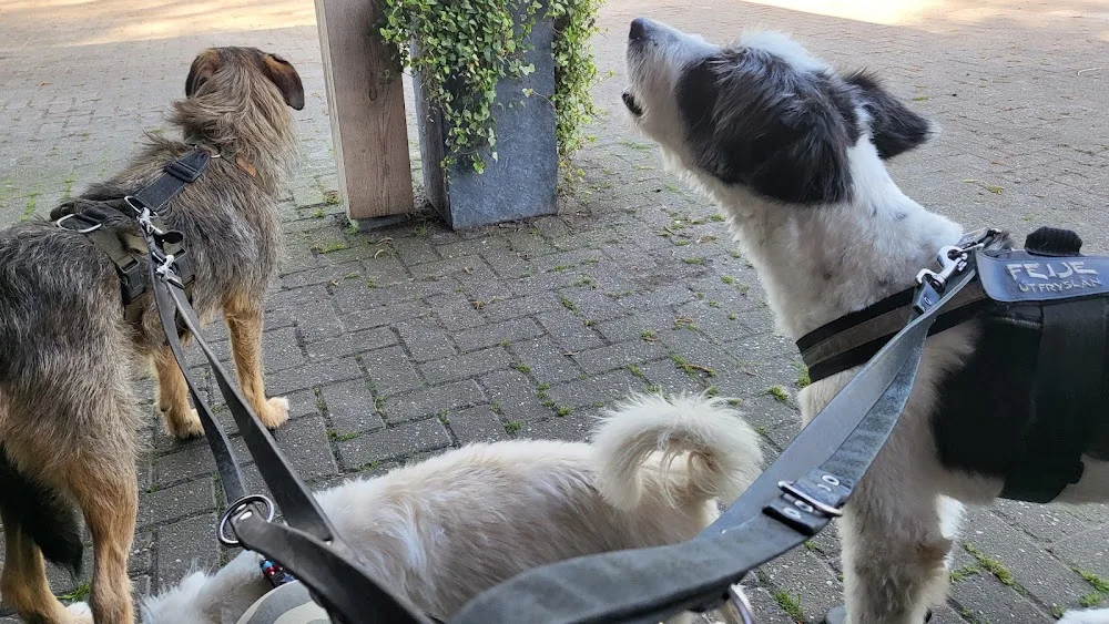Wolvehoeve - Friesland pet otel görseli 3