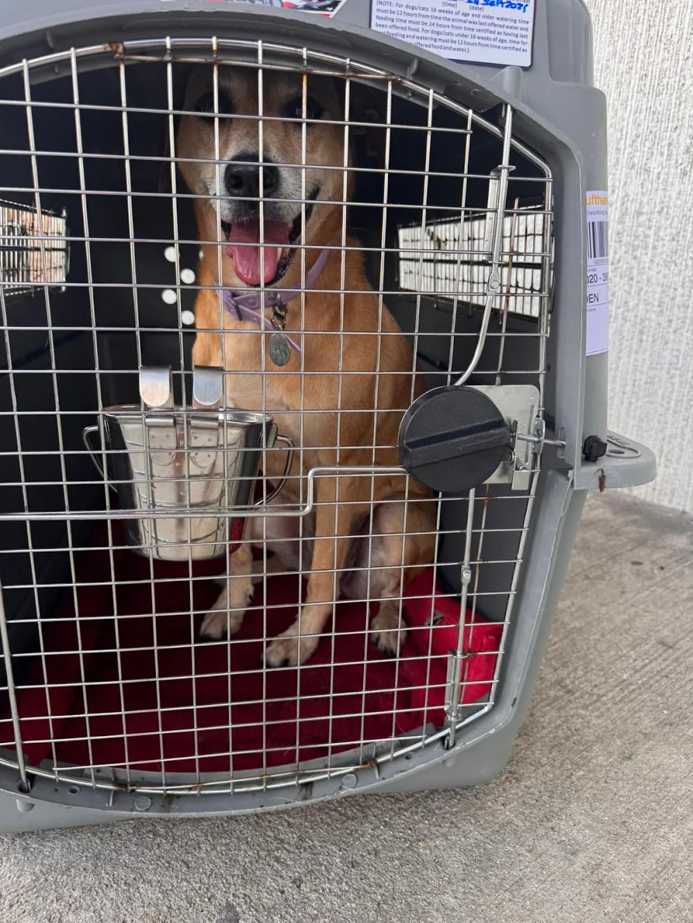 Home Boarding Shipping Pets di Marco Colombo - Friuli–Venezia Giulia pet otel görseli 3
