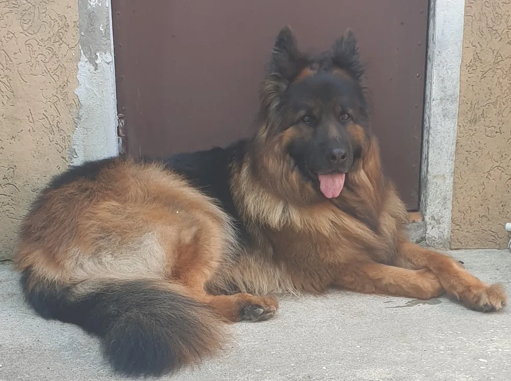 Hotel Cani e Gatti - Friuli–Venezia Giulia pet otel görseli 3