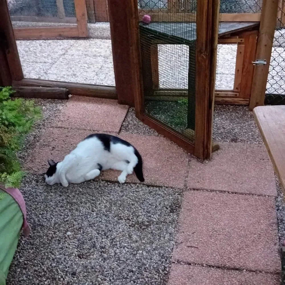 La casa del gatto - EthologiCat House - Friuli–Venezia Giulia pet otel