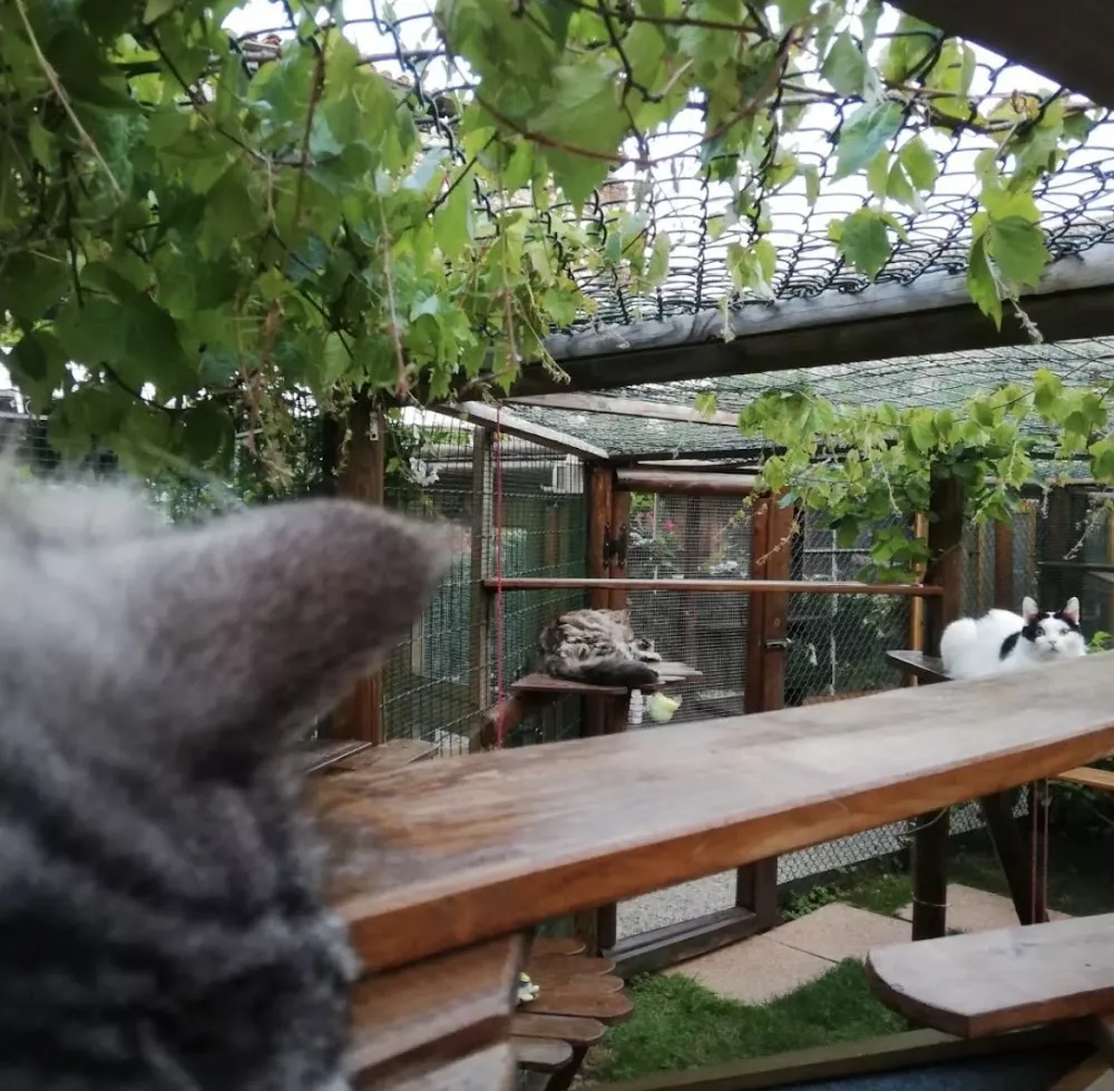 La casa del gatto - EthologiCat House - Friuli–Venezia Giulia pet otel görseli 5