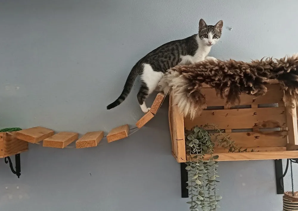 Pensione per gatti Casa Maria (Cats boarding service) - Friuli–Venezia Giulia pet otel görseli 3