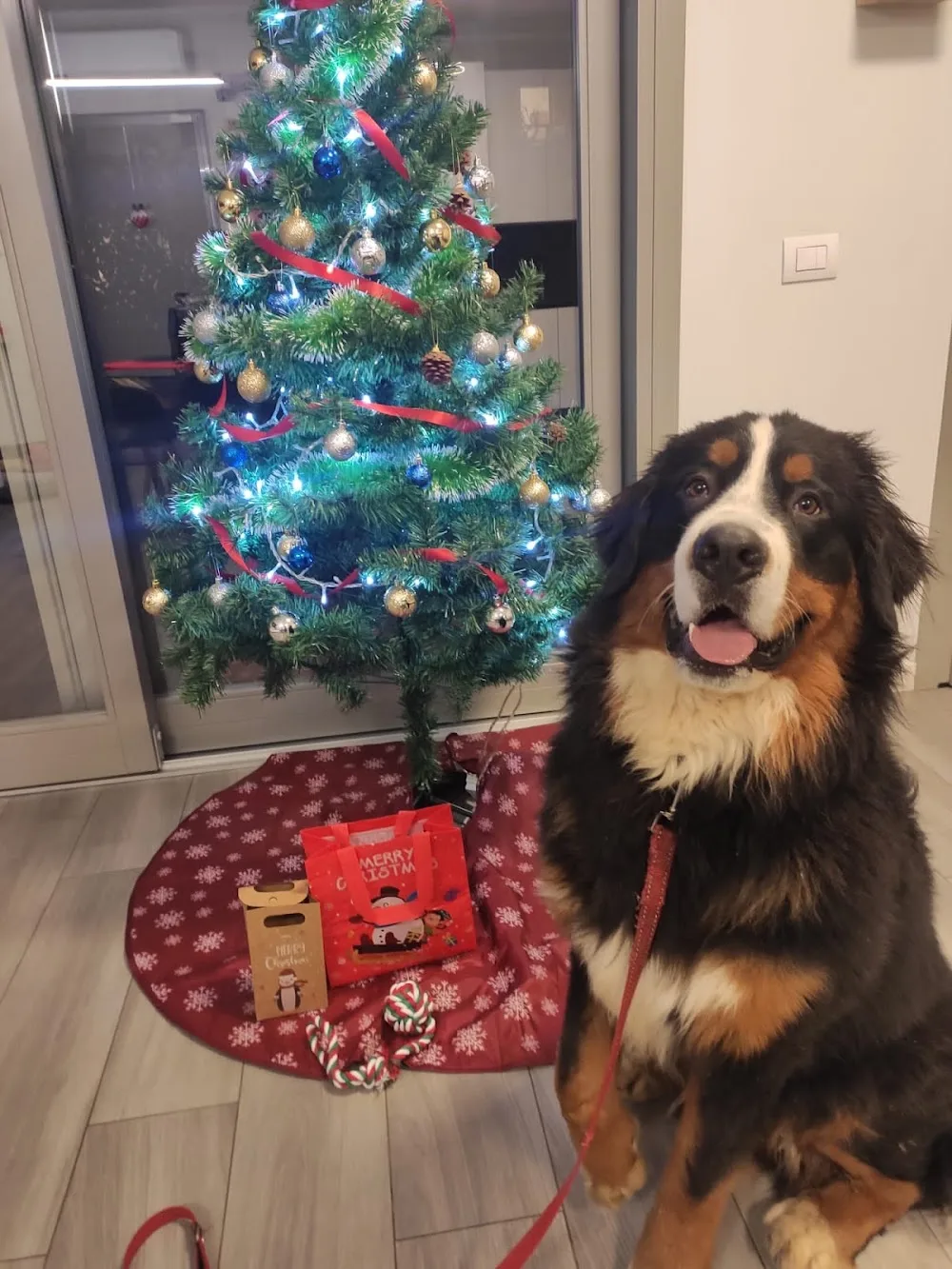 Starry-Town Kennel Di Mauro Maurizio - Friuli–Venezia Giulia pet otel görseli 3