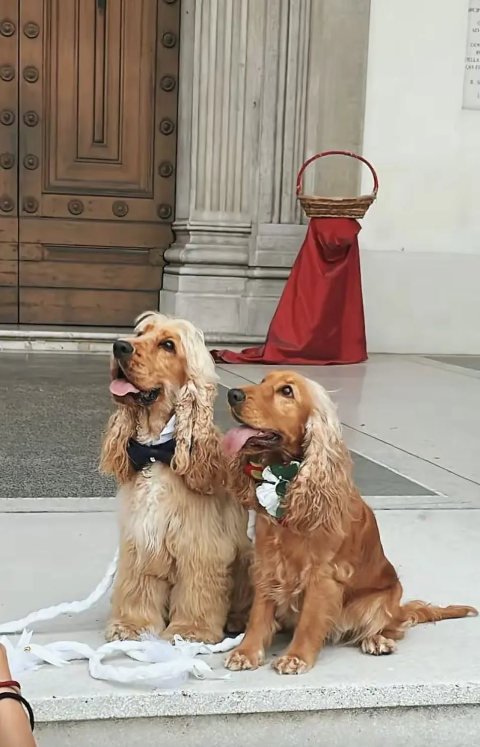 Tana Dolce Tana for Pets - Friuli–Venezia Giulia pet otel görseli 3