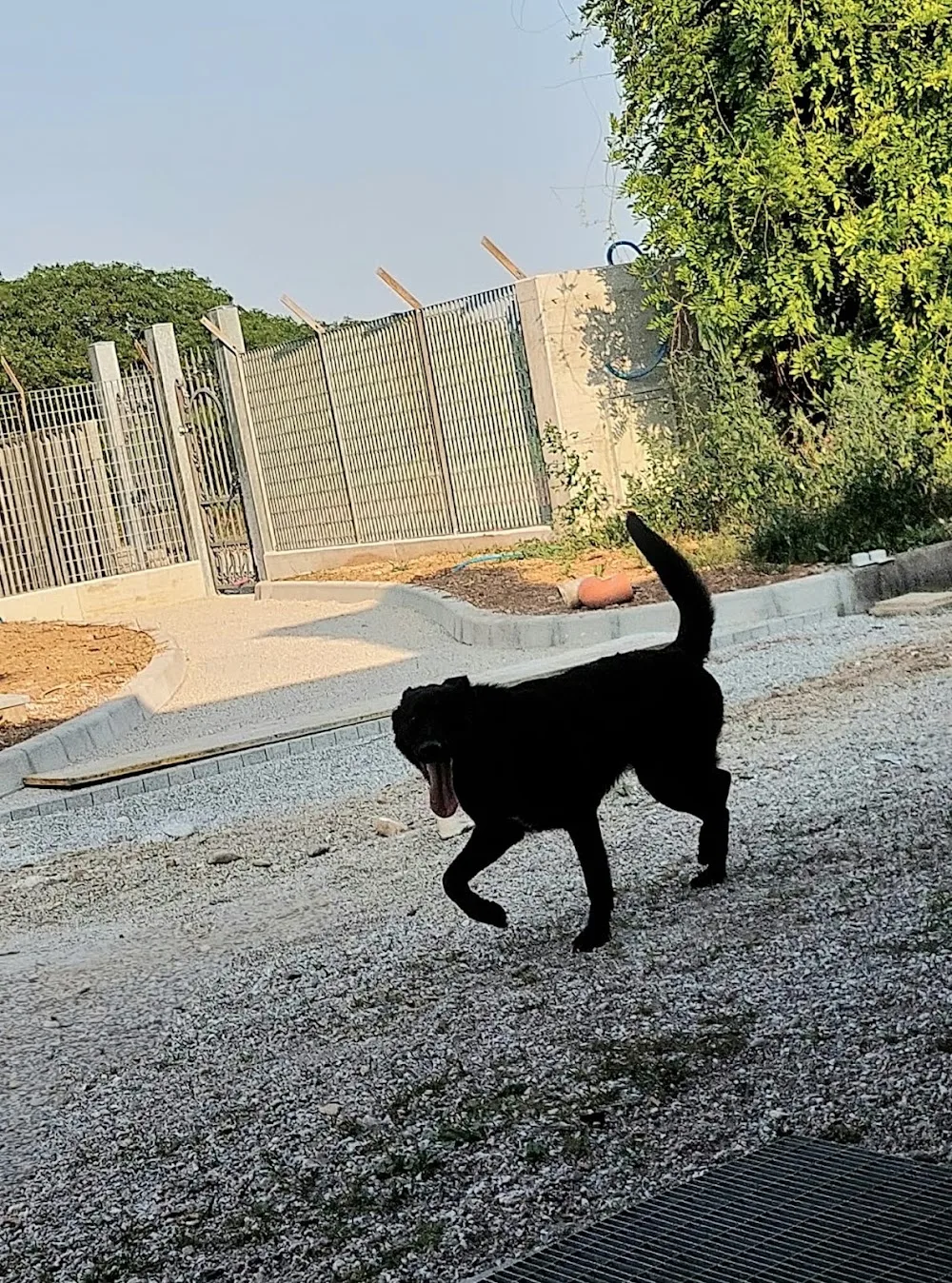 Villa Lupo pensione per cani e asilo diurno - Friuli–Venezia Giulia pet otel görseli 2