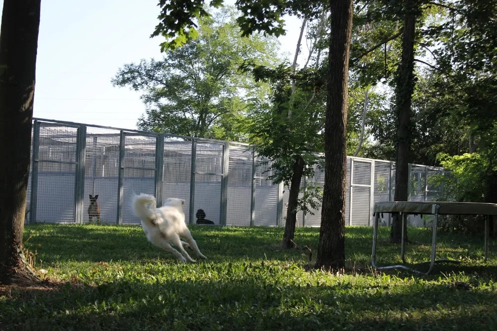 Villa Lupo pensione per cani e asilo diurno - Friuli–Venezia Giulia pet otel görseli 3