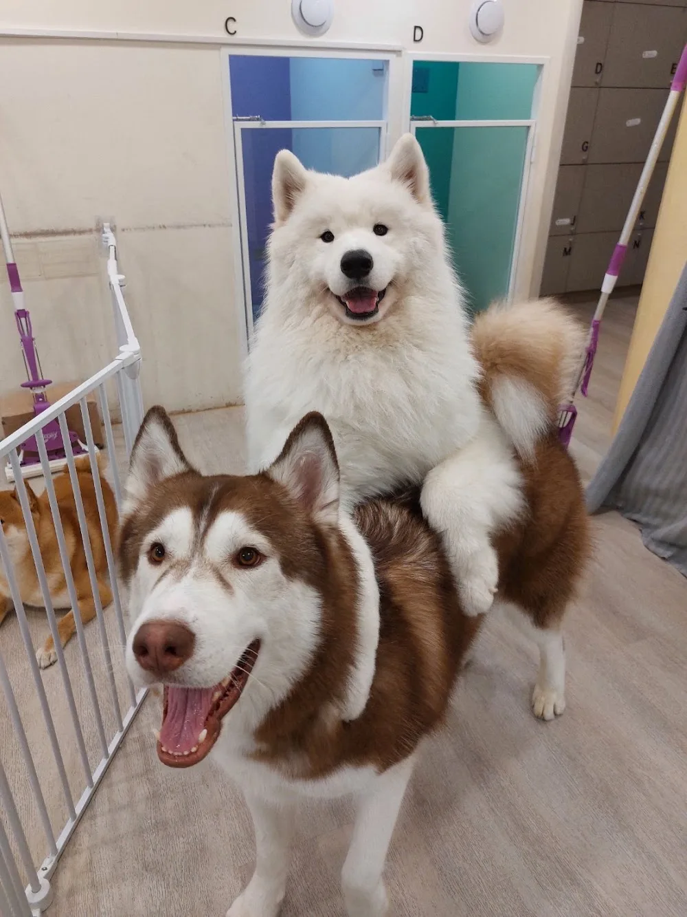 WOOF DOG HOTEL - Fujian pet otel