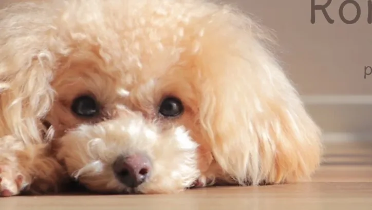 Romeo.Lue petsalon&hotel - Fukuoka pet otel