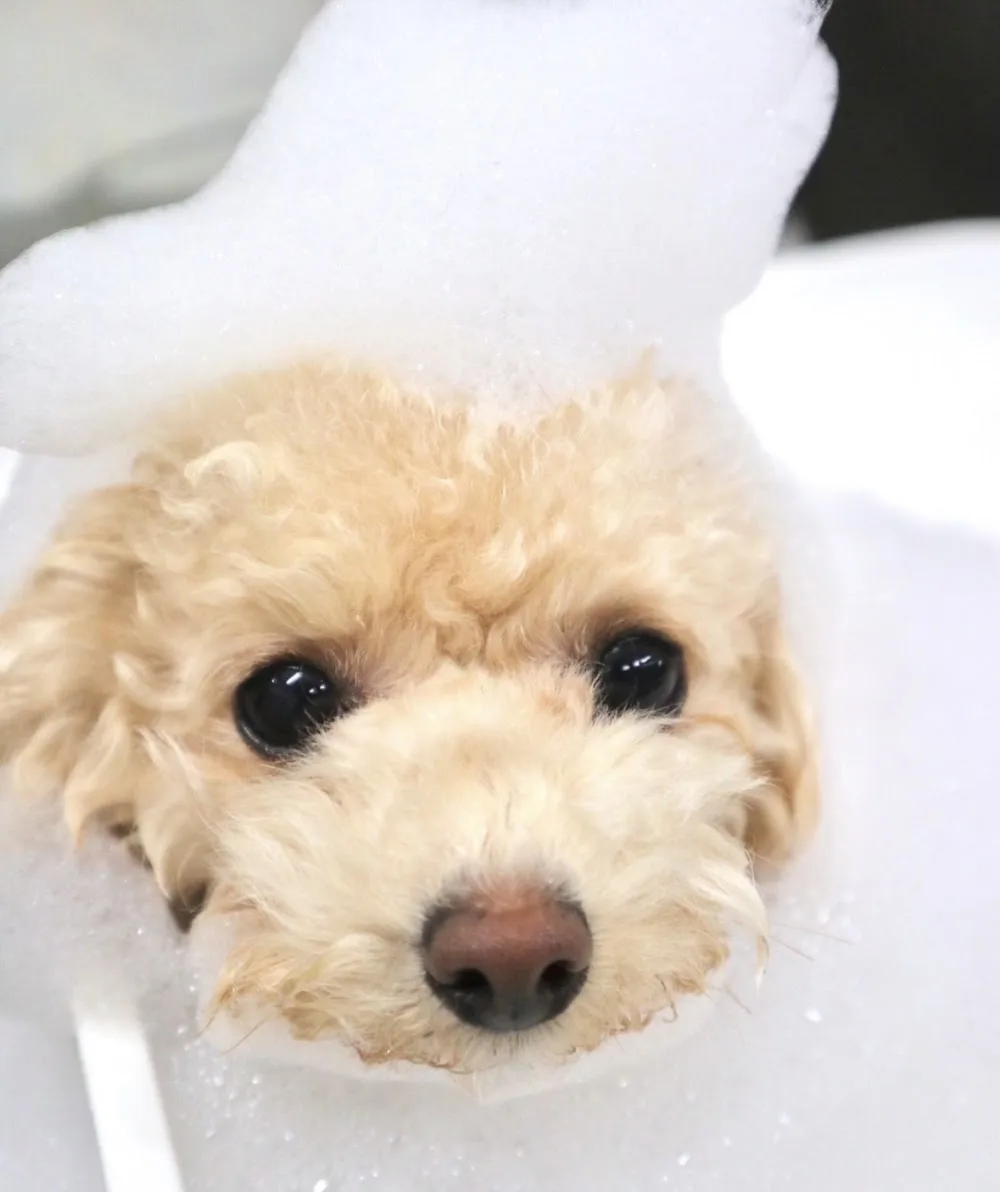 Romeo.Lue petsalon&hotel - Fukuoka pet otel görseli 5