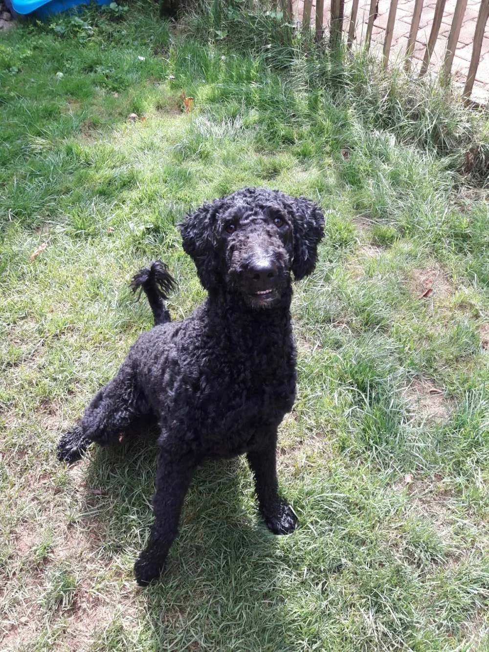 Ernst & Nates Hundepension - Fürth pet otel görseli 3