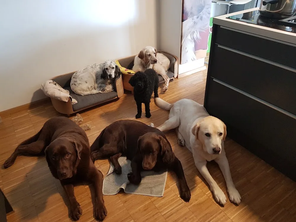 Hundepension 139 - ehem. Schinker - Fürth pet otel görseli 6