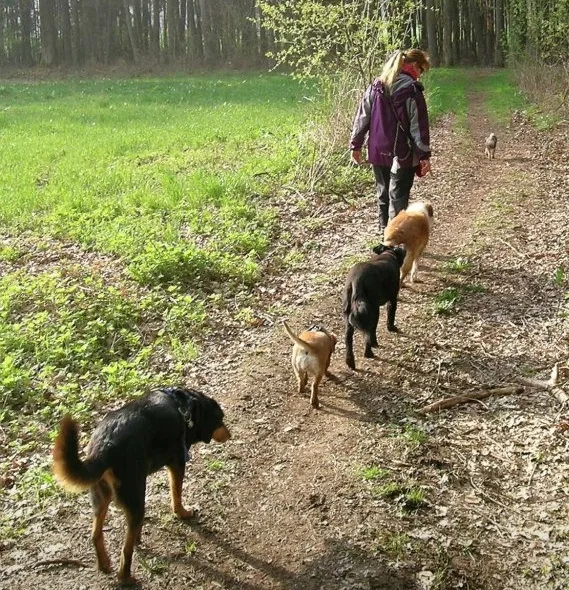 Hundepension Deluxe - Fürth pet otel