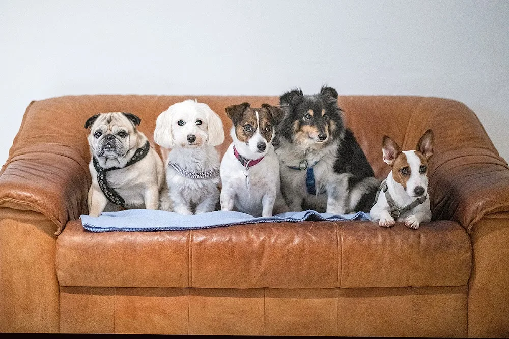 Hundepension Fürth Sabine Süß - Fürth pet otel