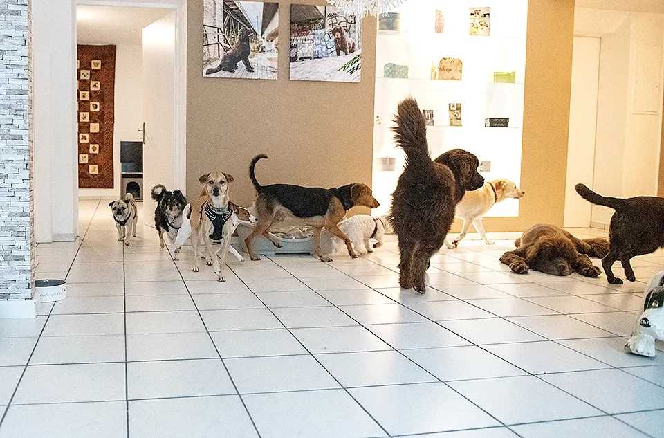 Hundepension Fürth Sabine Süß - Fürth pet otel görseli 3