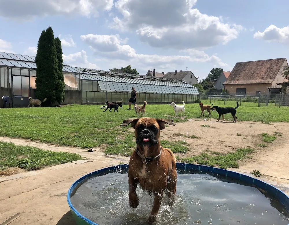 Hundepension Sandra Volland - Fürth pet otel