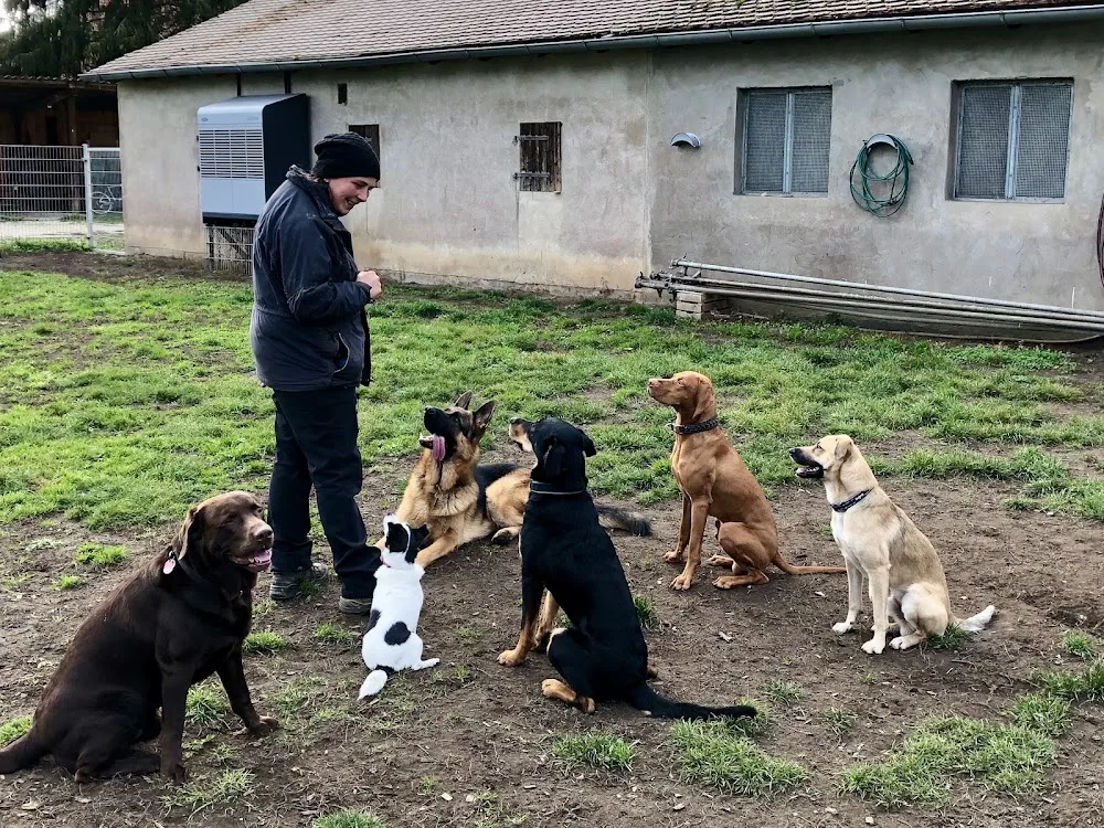 Hundepension Sandra Volland - Fürth pet otel görseli 7