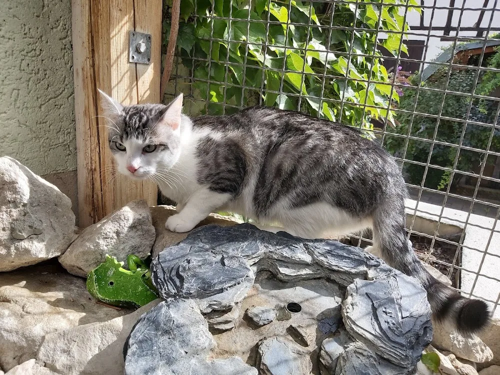 Katzenpension Der Mohrenhof - Fürth pet otel görseli 6