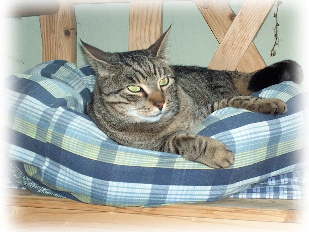 Katzenpension Der Mohrenhof - Fürth pet otel görseli 8