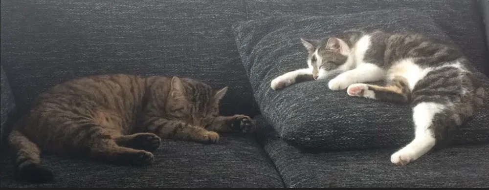 Katzenpension Sammy - Fürth pet otel