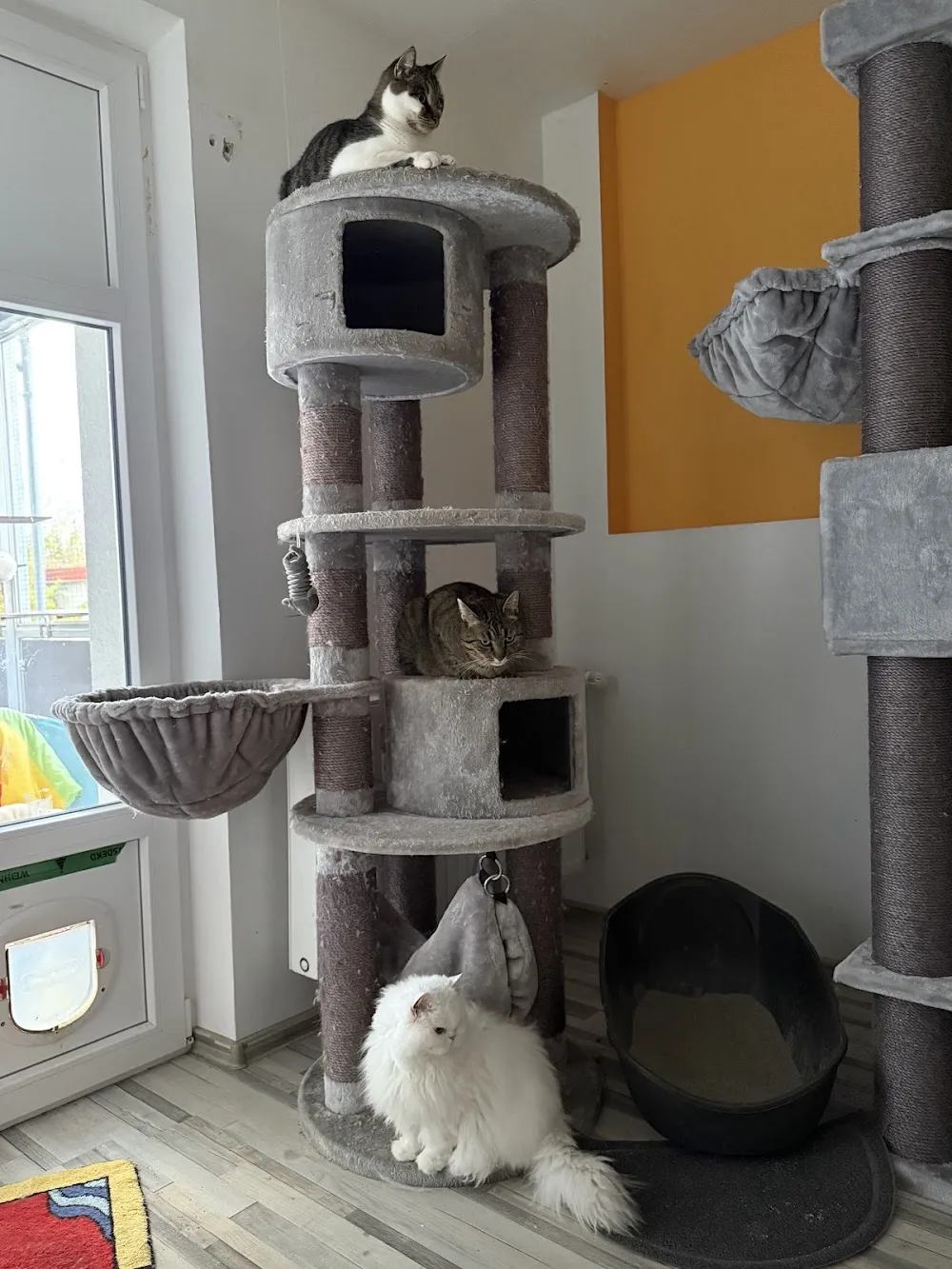 Katzenpension Sammy - Fürth pet otel görseli 7