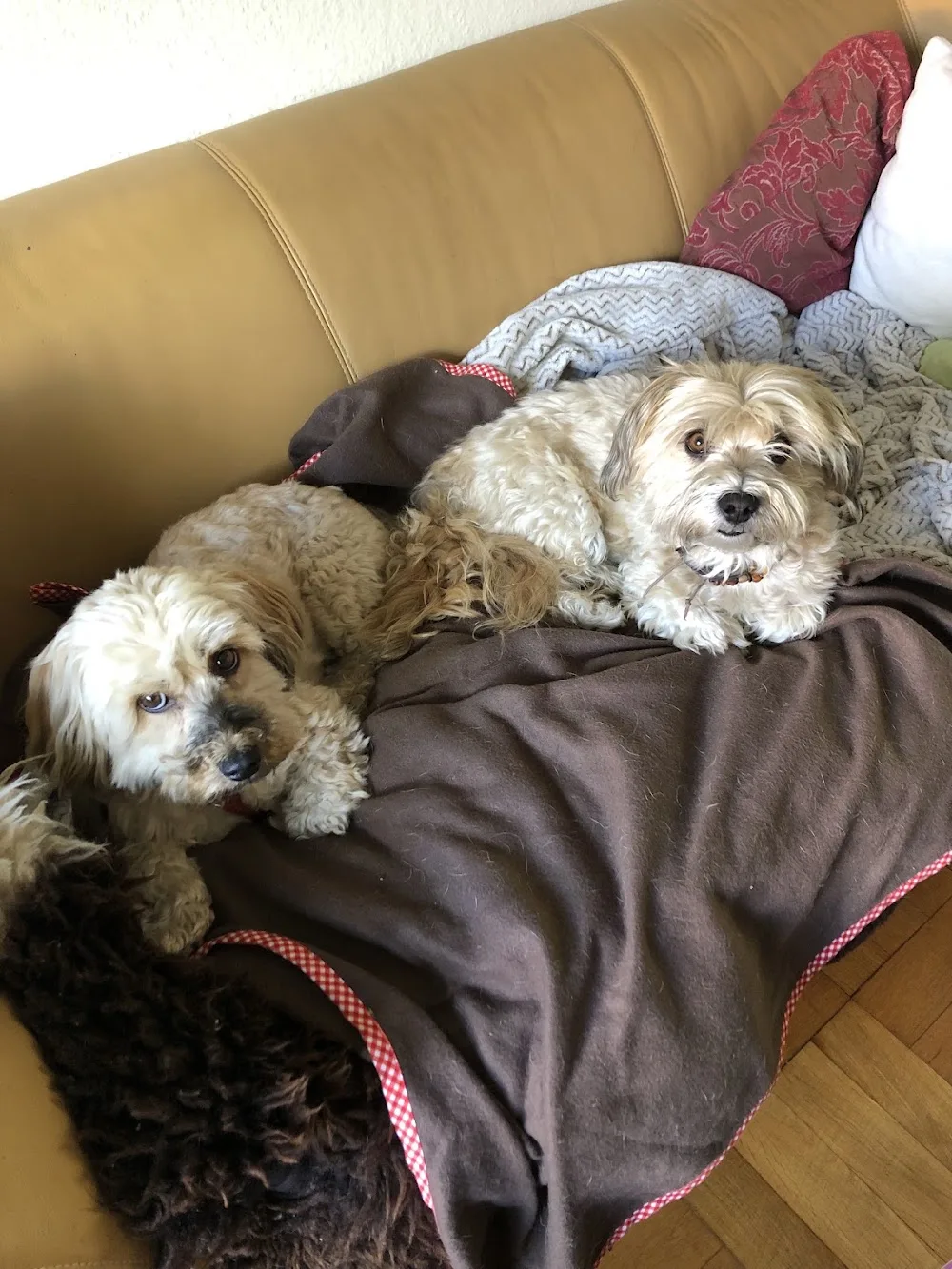 Tierpension ~ Vier Pfoten Haus - Fürth pet otel görseli 3