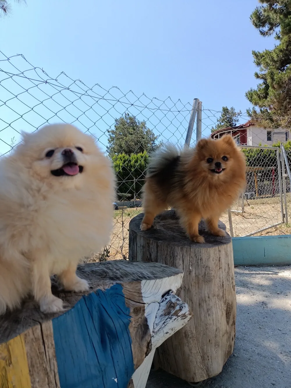 Gaia Pet Otel & Köpek ve Eğitmen Akademisi - Izmir pet otel