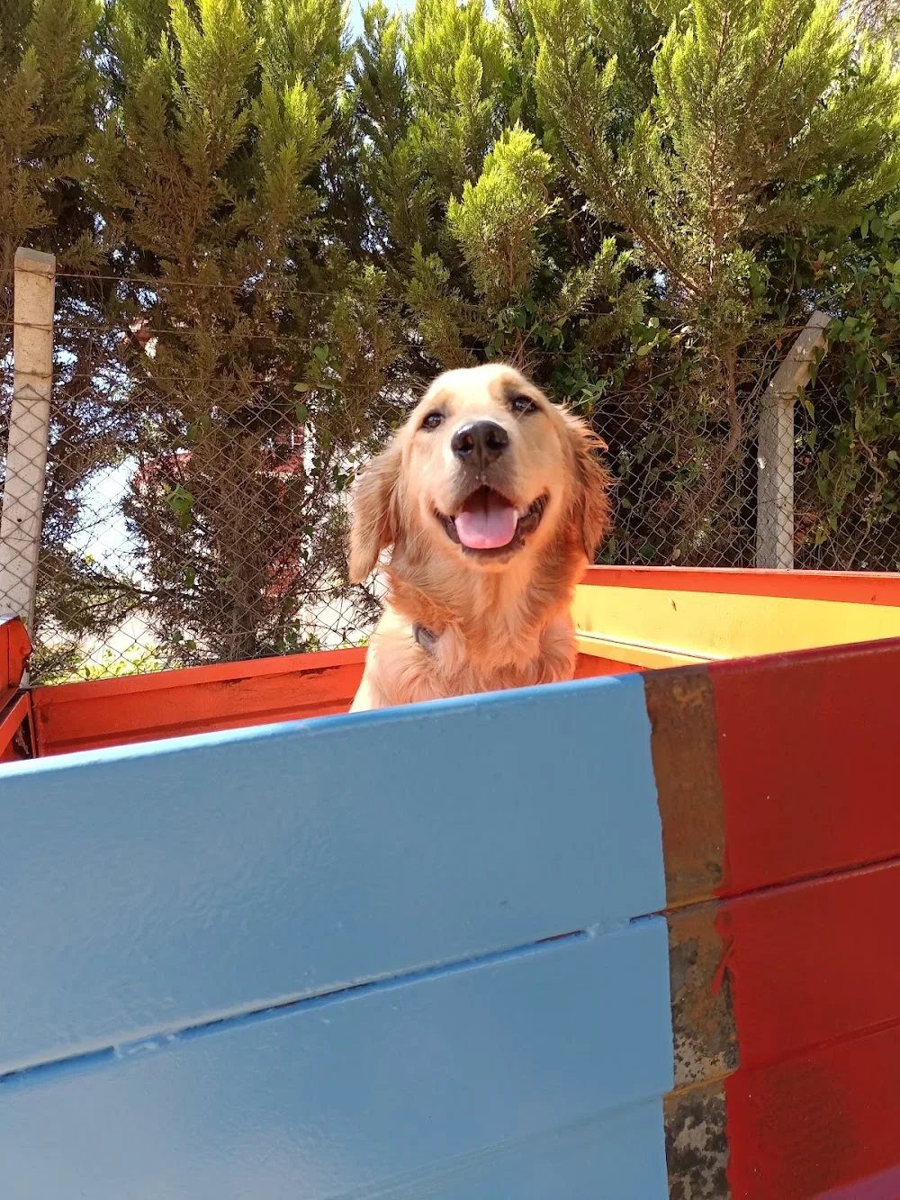 Gaia Pet Otel & Köpek ve Eğitmen Akademisi - Izmir pet otel görseli 3