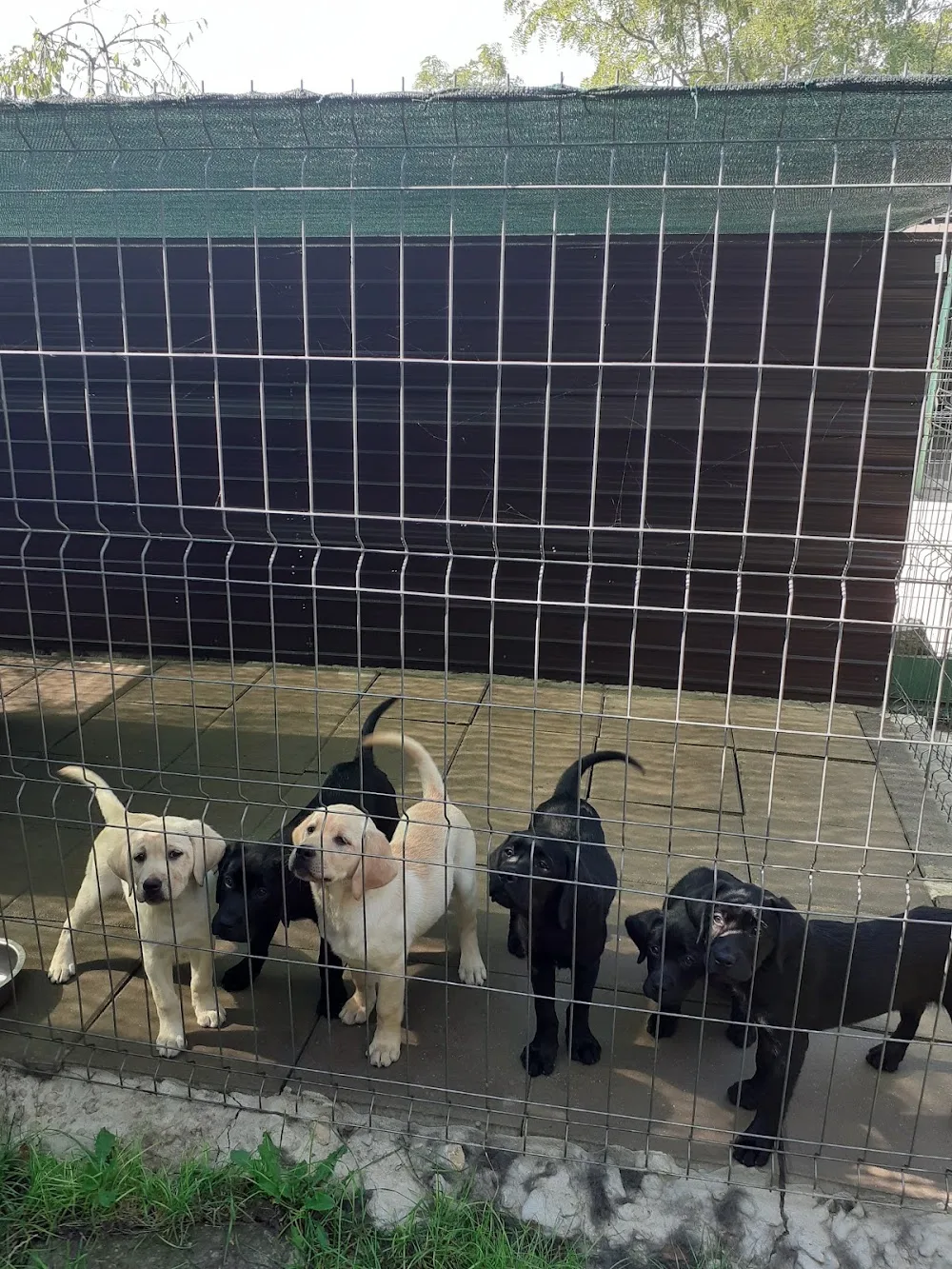 Amor Del Mar Kennel - Galați pet otel