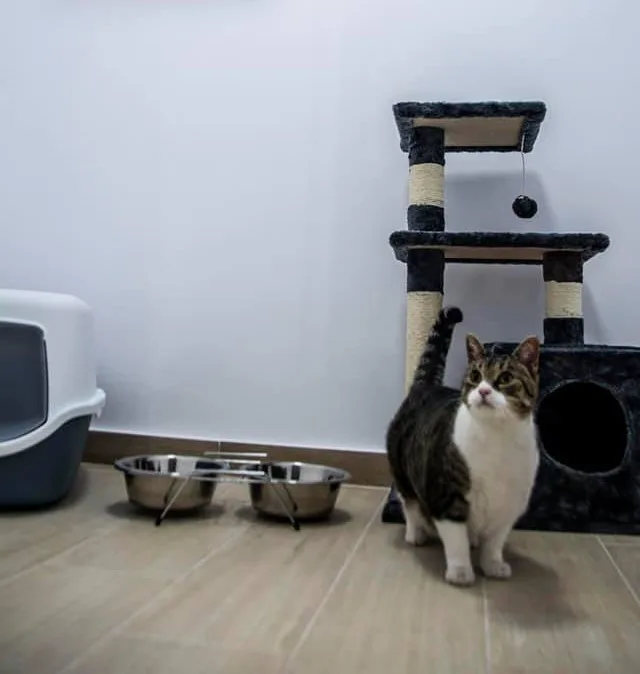 PETLANDIA - Galați pet otel görseli 3