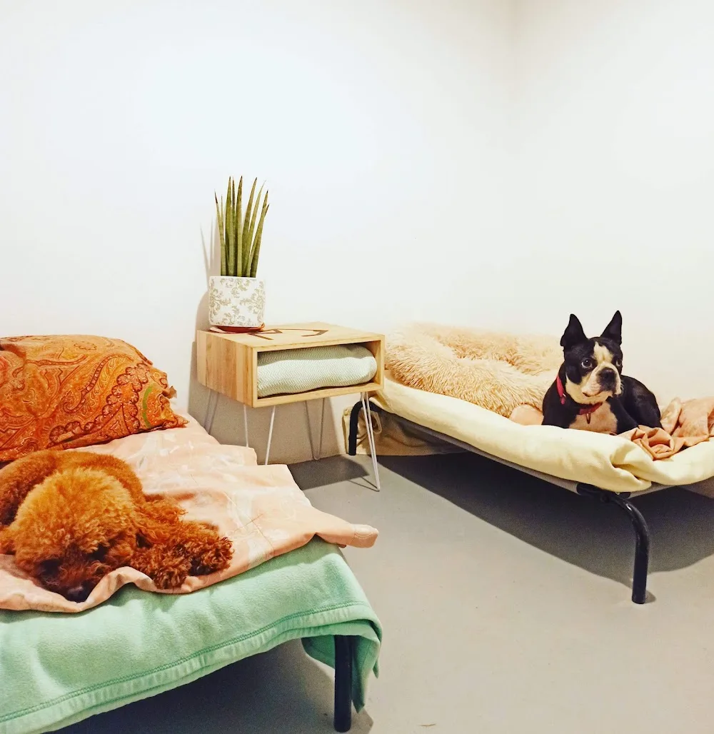 Airavella Aldea canina - Galicia pet otel görseli 3