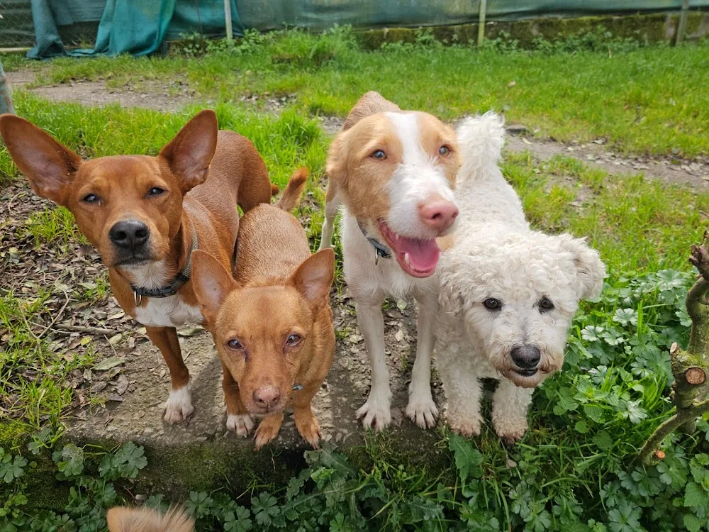 Bichiños - Hotel y peluqueria canina - Galicia pet otel görseli 3