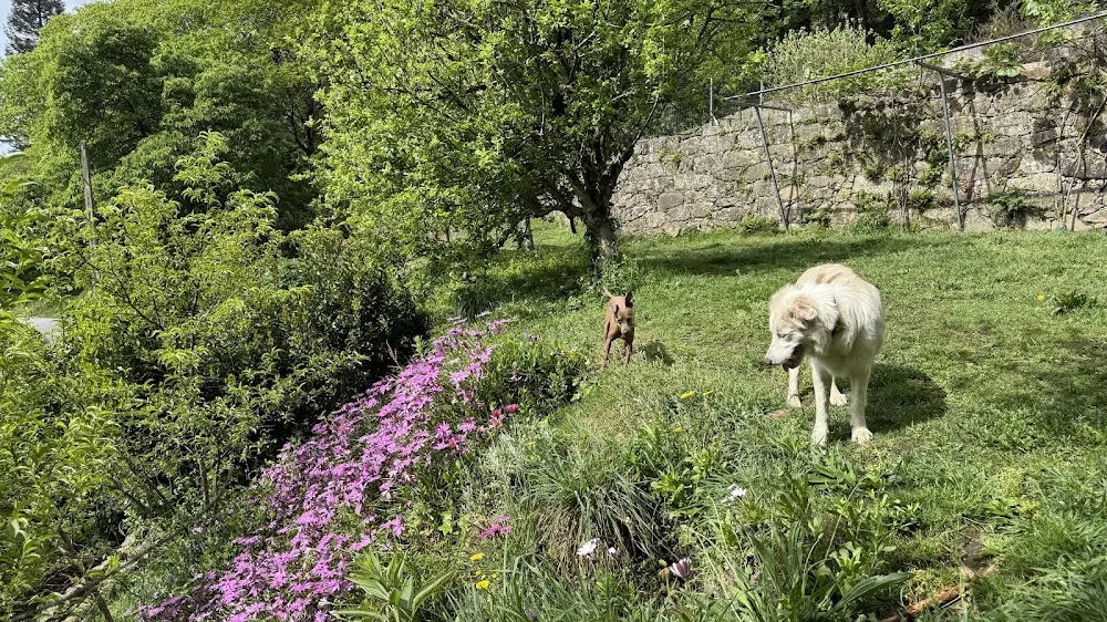 Brétemas Hotel Canino - Galicia pet otel görseli 2