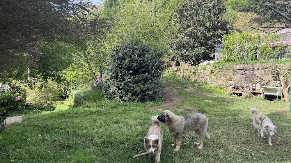 Brétemas Hotel Canino - Galicia pet otel görseli 3
