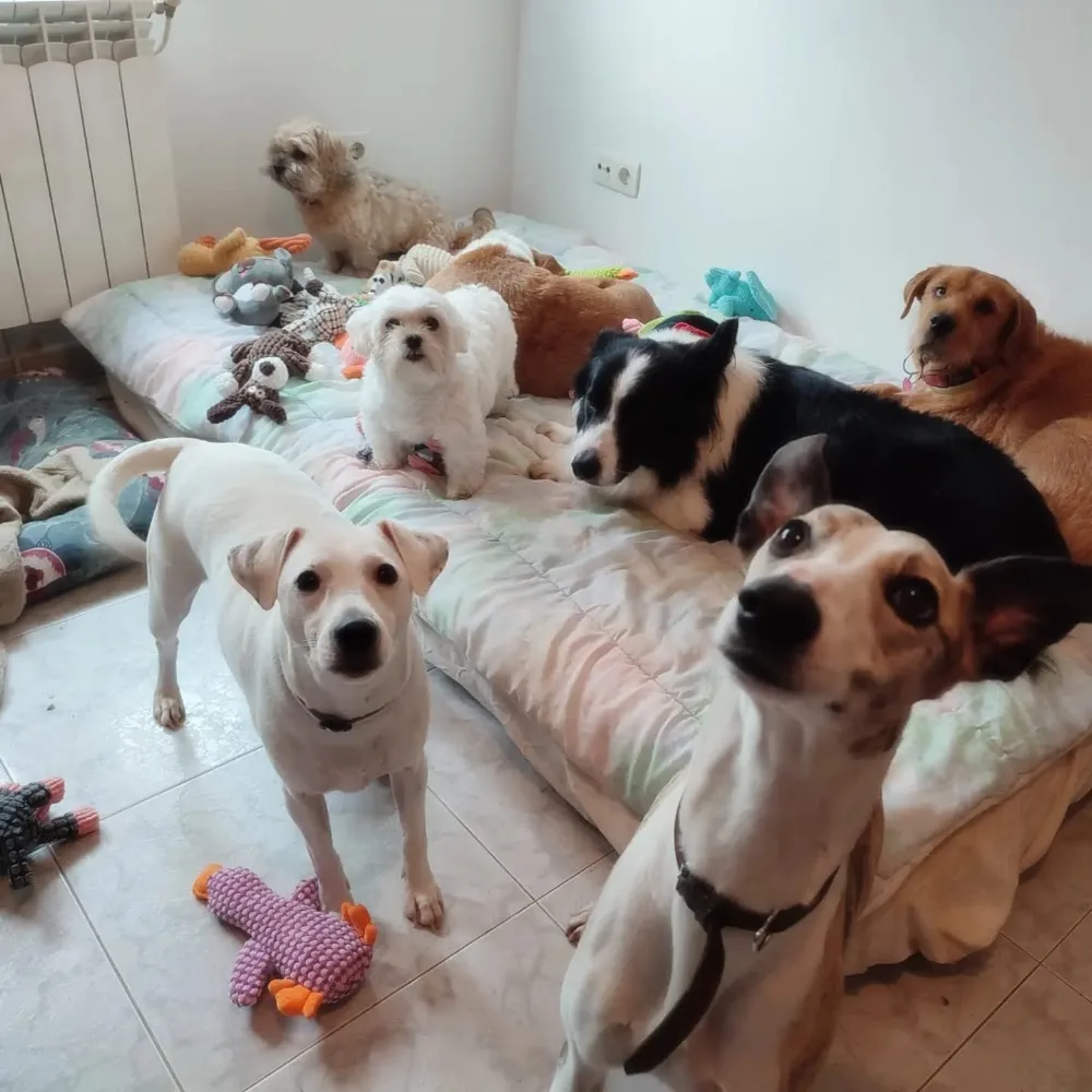 Campamento Canino Aldara e Brownie - Galicia pet otel görseli 3