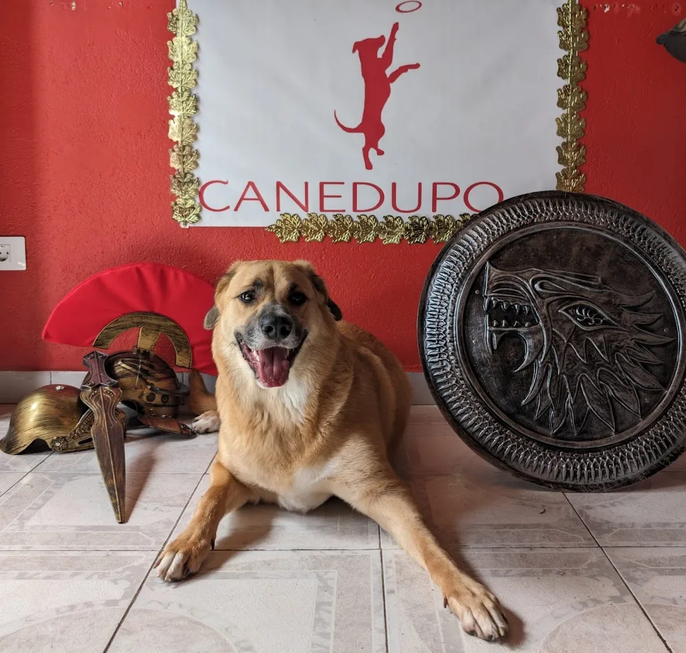Centro canino Canedupo - Galicia pet otel görseli 3
