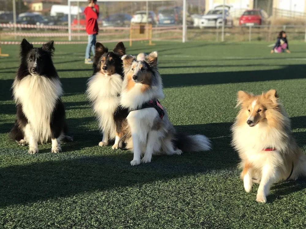 Centro Canino Cococan - Galicia pet otel görseli 3