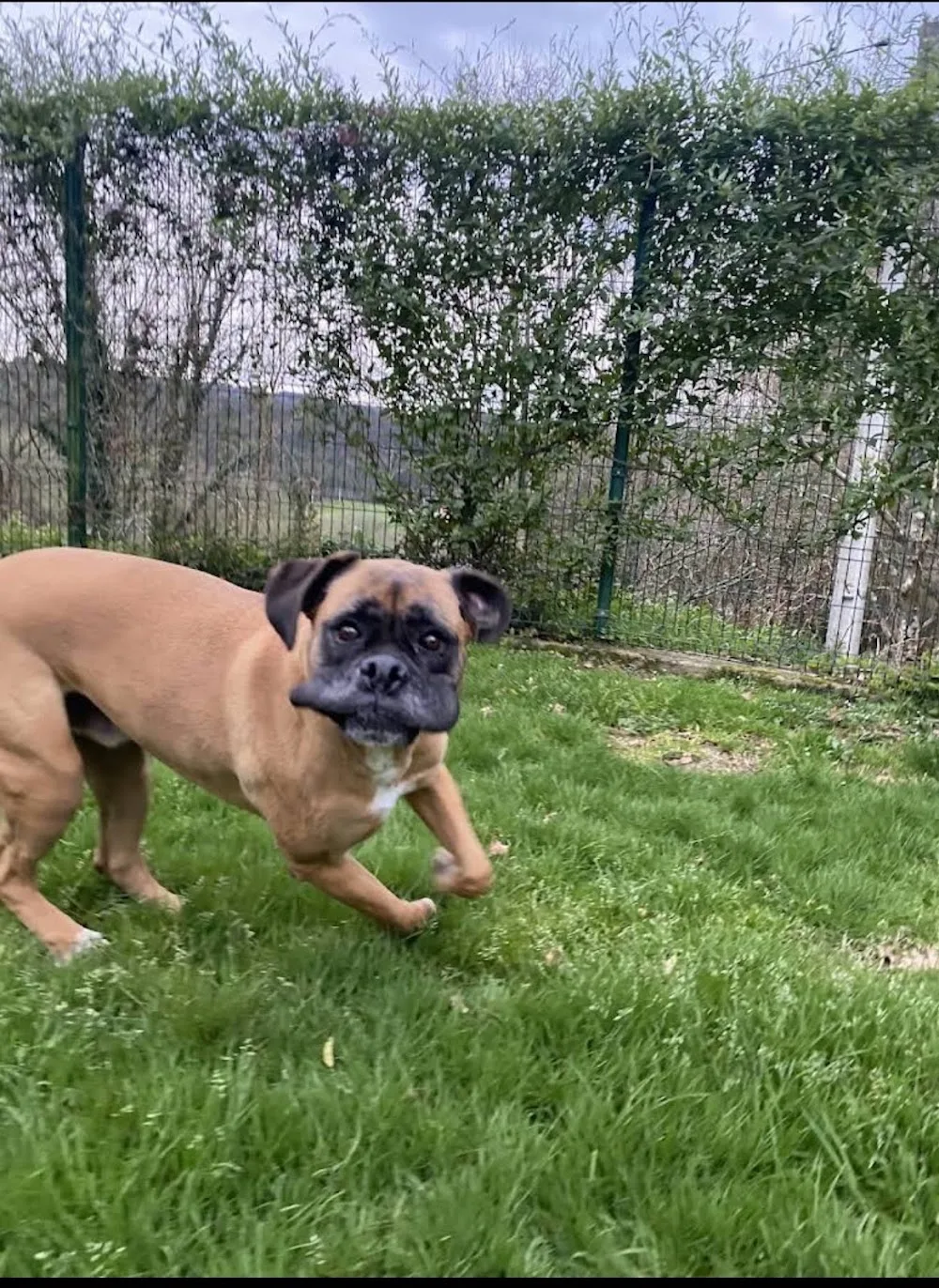 Centro Canino Montegatto - Galicia pet otel görseli 3