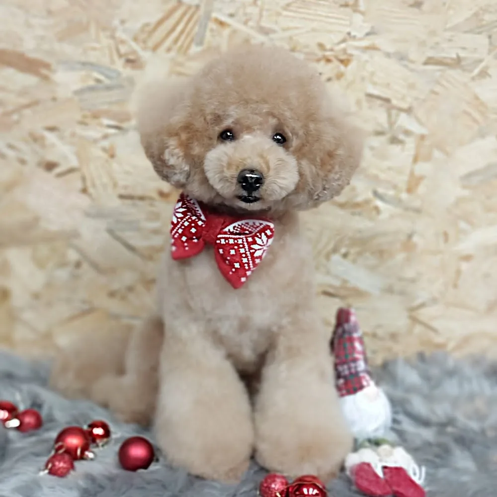 Centro canino o meu can hotel canino vigo - Galicia pet otel görseli 3