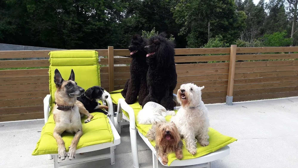 Centro canino Ollo ó Can - Galicia pet otel görseli 2