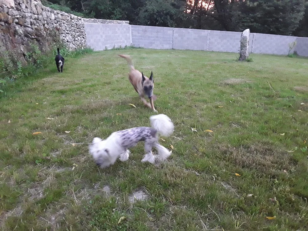Centro canino Ollo ó Can - Galicia pet otel görseli 3