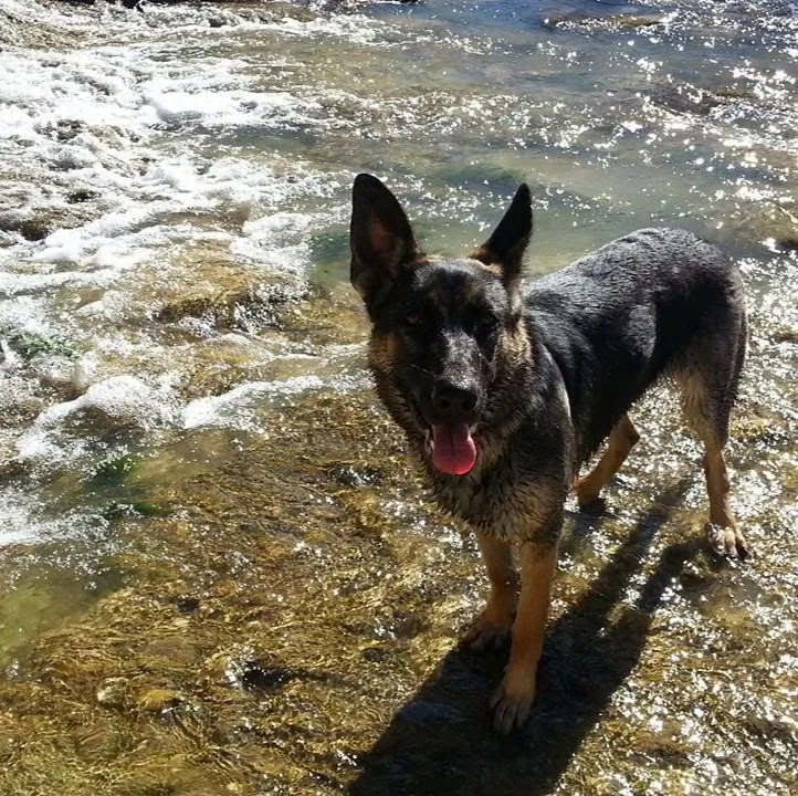 Centro Kennels - Galicia pet otel görseli 5